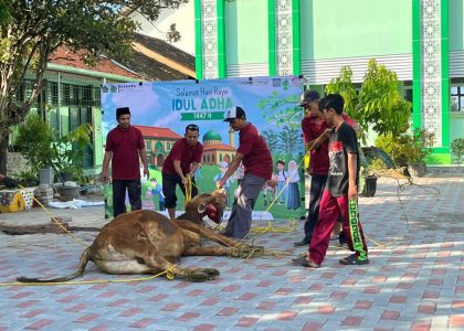 Semangat Berbagi Iduladha, MAN 1 Bantul Gelar Penyembelihan Hewan Kurban Bersama Warga Madrasah